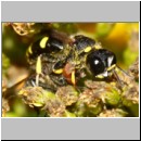 Ectemnius continuus - Grabwespe w02a 9mm - Sandgrube Niedringhaussee-det.jpg